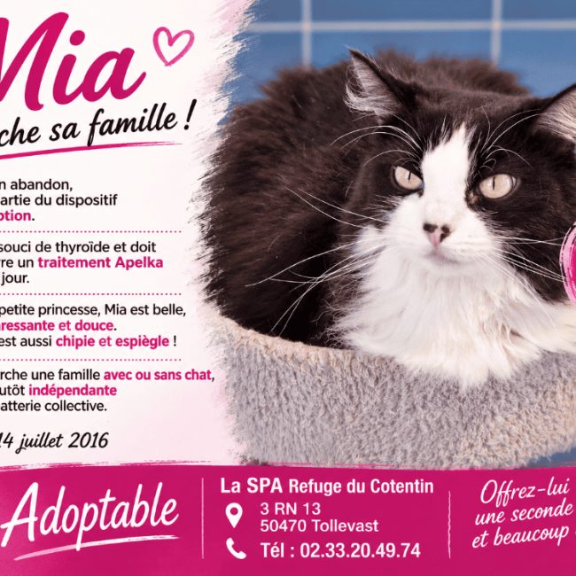 Mia - Chat Européen à adopter