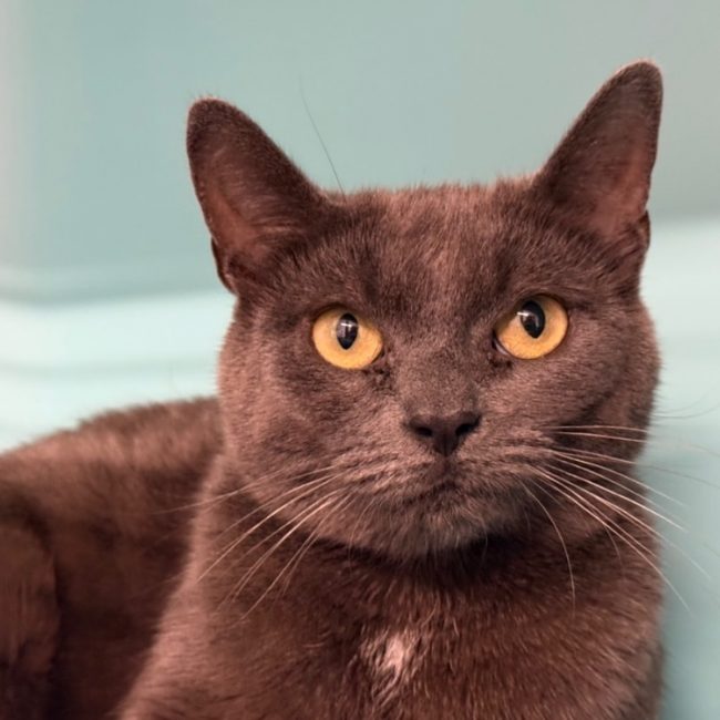 Minoucha - Chat Européen à adopter