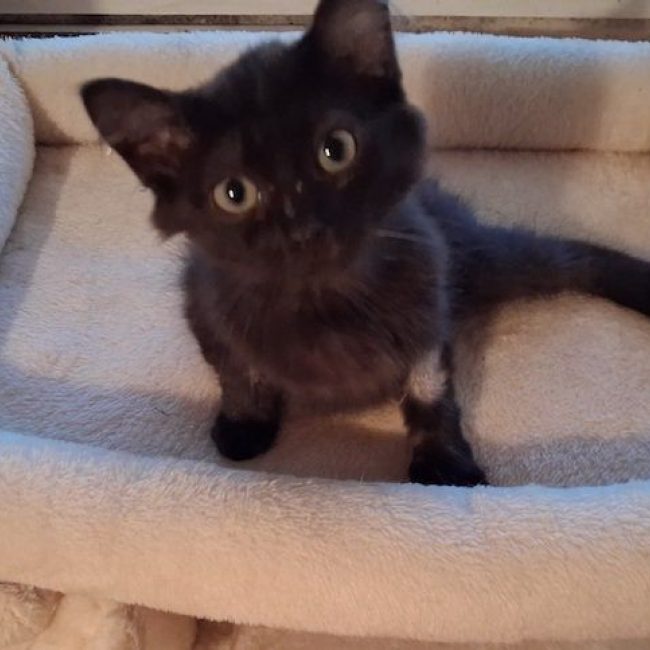PHOENIX - Chat à adopter