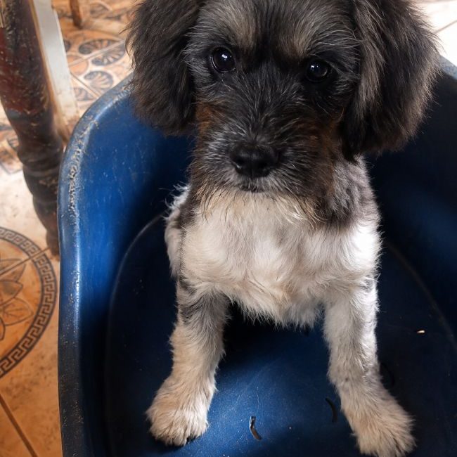 Picselle - Chien Bichon à poil frisé à adopter