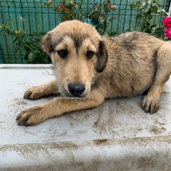 Pogo - Chien à adopter