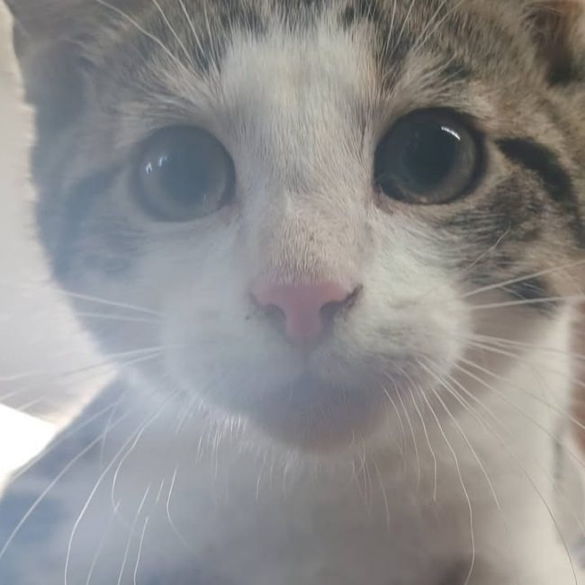Peach - Chat Européen à adopter