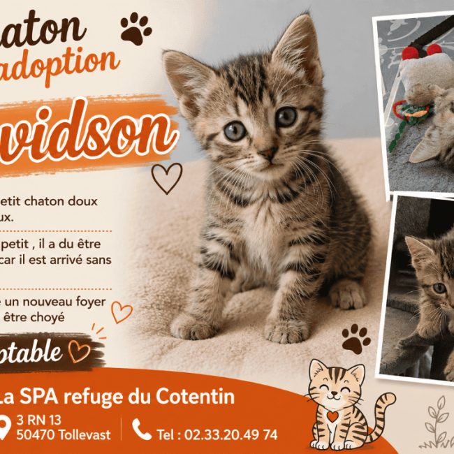 Davidson - Chat Européen à adopter