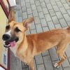 Sacha