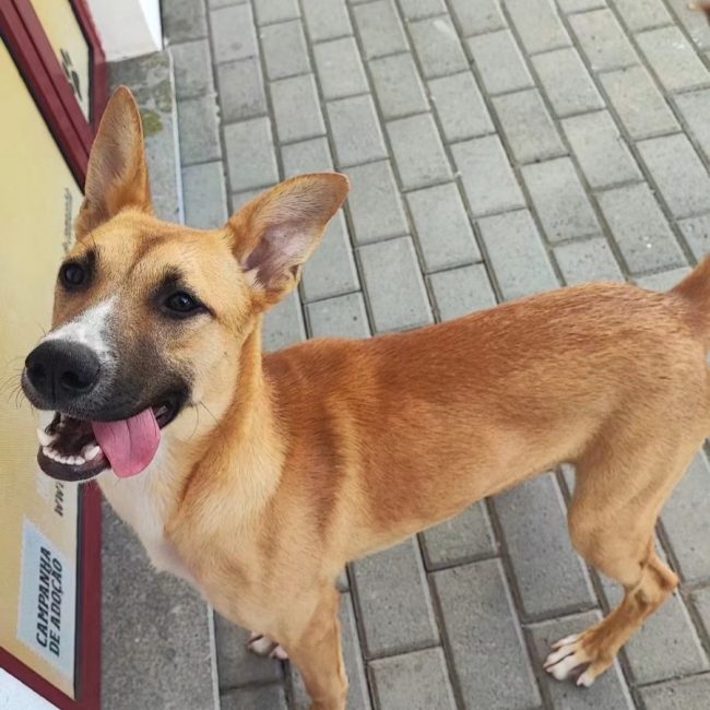Sacha - Chien à adopter