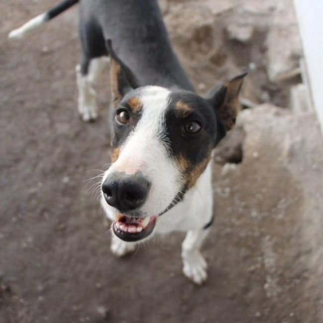 Miki - Chien à adopter