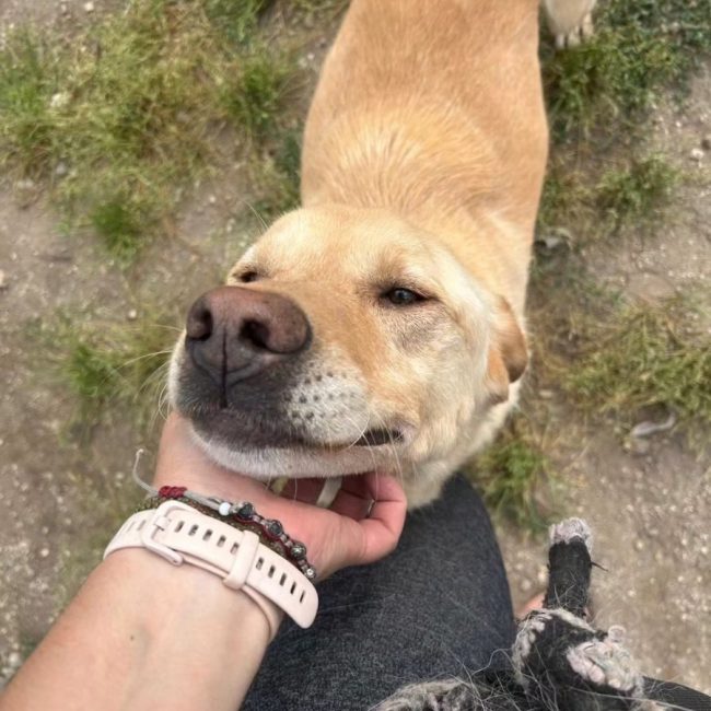 Boris - Chien Croisé x Labrador-Retriever à adopter