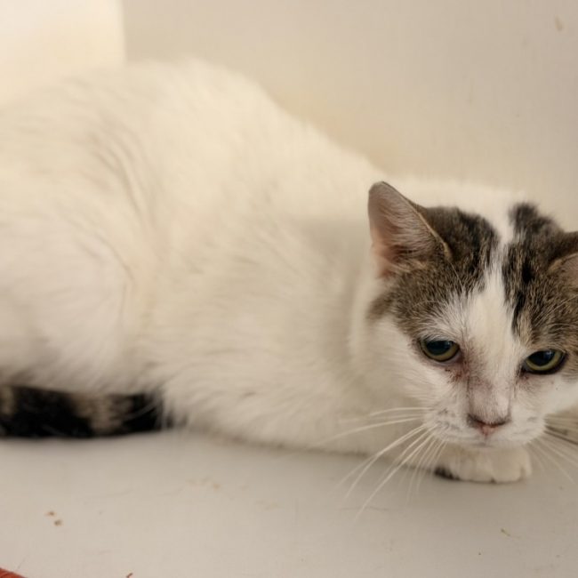 Britney - Chat Européen à adopter