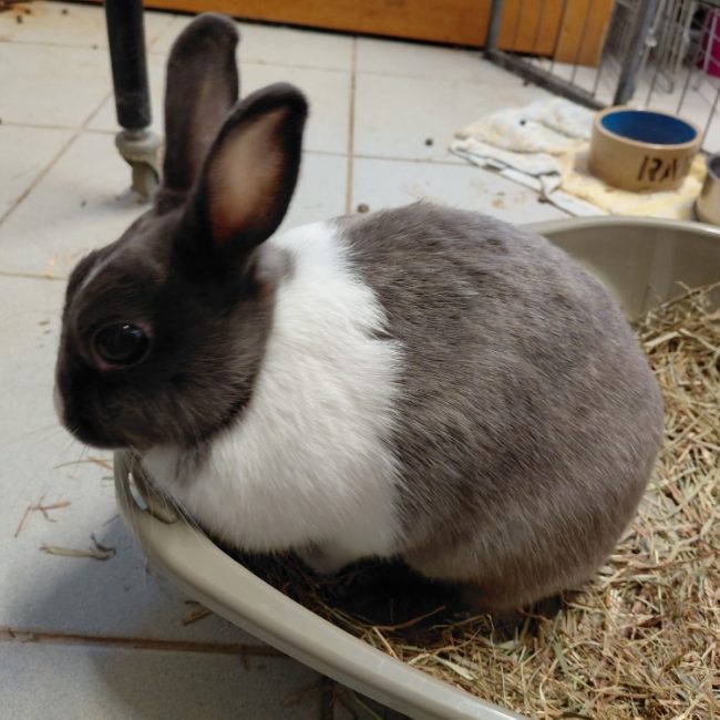 Bye - Rongeur Lapin à adopter
