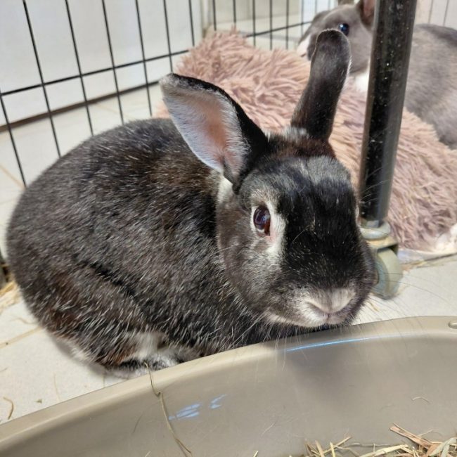 Ciao - Rongeur Lapin à adopter