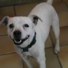 Snoopy