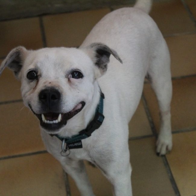 Snoopy - Chien à adopter