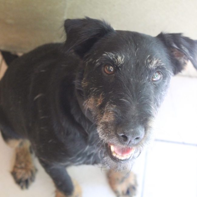 Pinpin - Chien Terrier à adopter