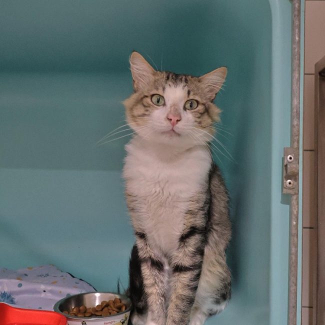 Chaussette - Chat Européen à adopter