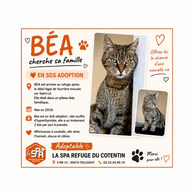 Bea - Chat Européen à adopter