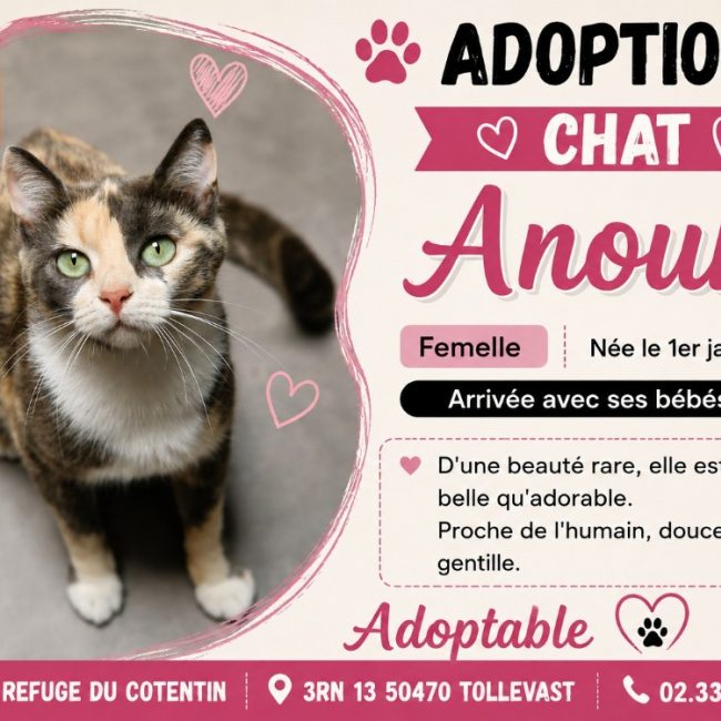Anouk - Chat Européen à adopter