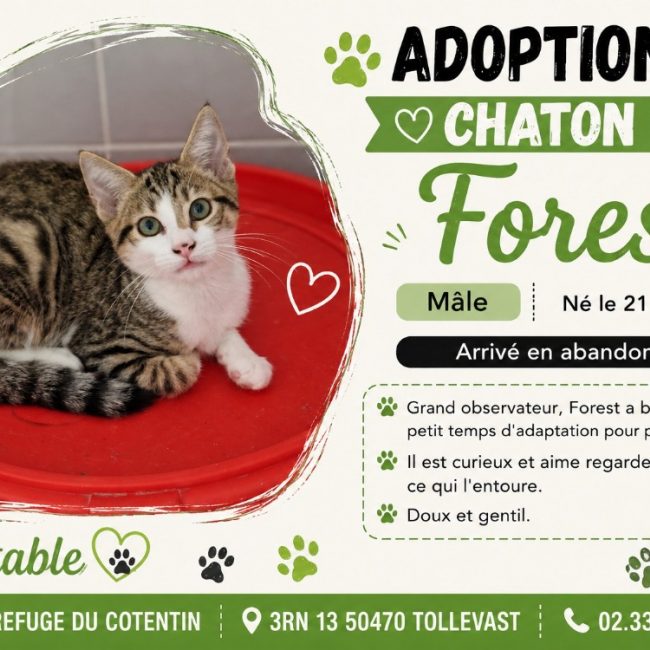 Forest tigre et blanc