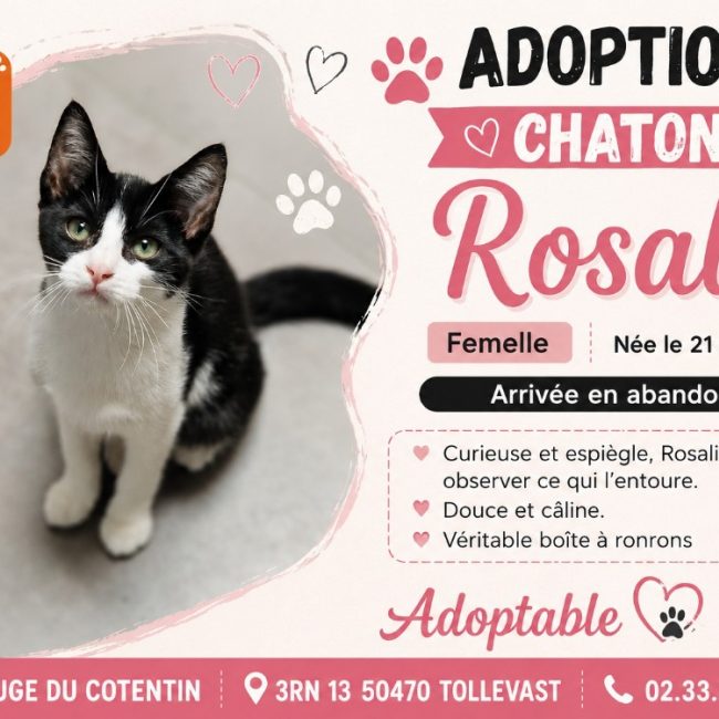 Rosalie - Chat Européen à adopter