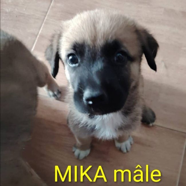 Mika - Chien à adopter