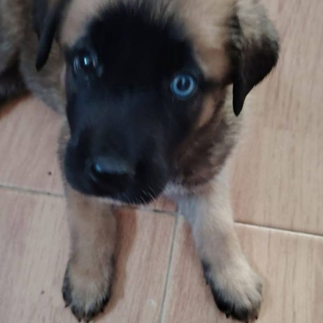 Rubi