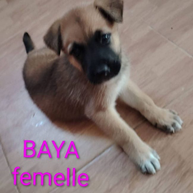 Baya
