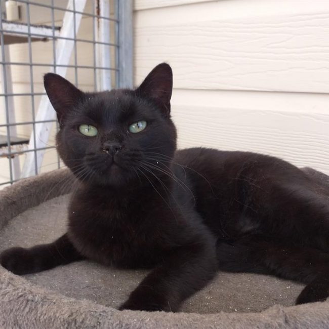Mystere - Chat Européen à adopter