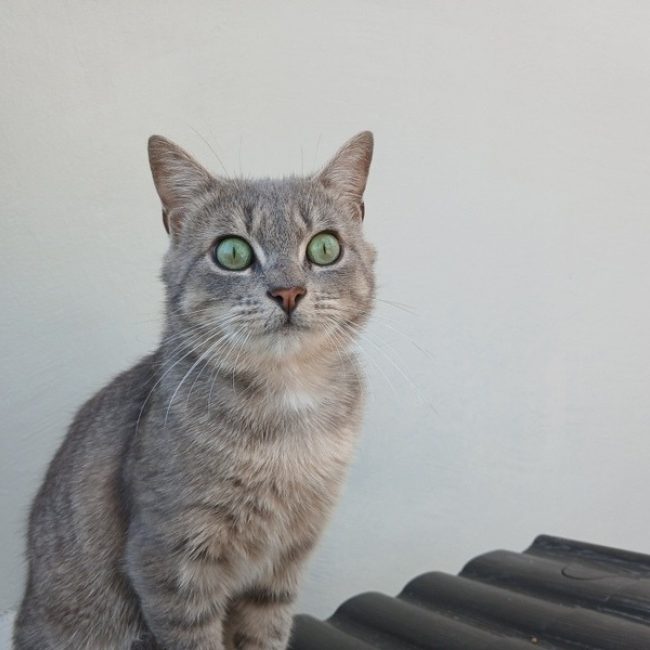 Bram - Chat Européen à adopter