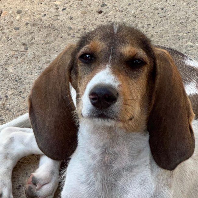 Ficelle - Chien Chien Courant à adopter