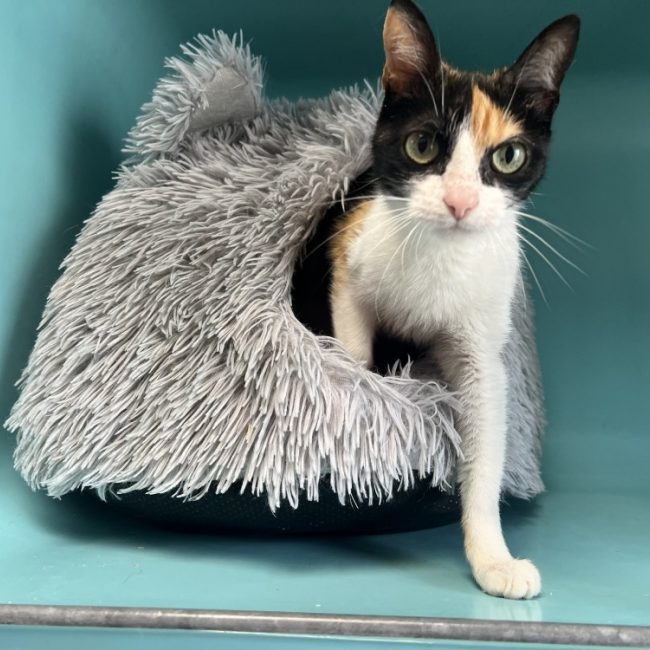 Lilou - Chat Européen à adopter