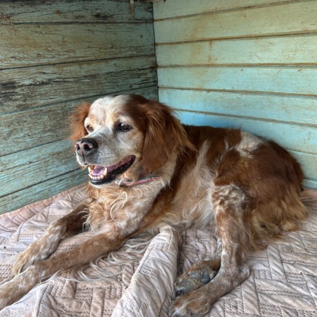 Elka - Chien Epagneul Breton à adopter