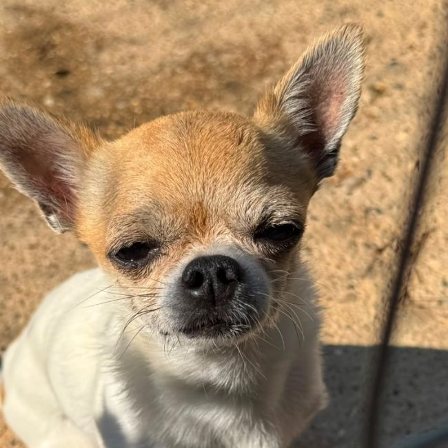 Tango - Chien Chihuahua à adopter