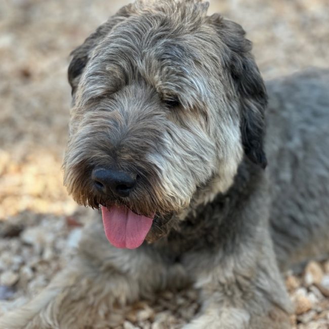 Nikki - Chien Berger Catalan à adopter