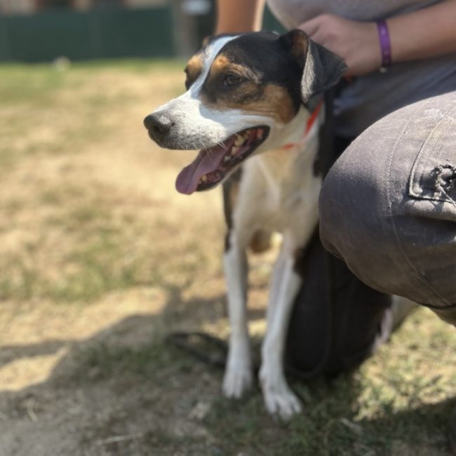 Diego - Chien à adopter