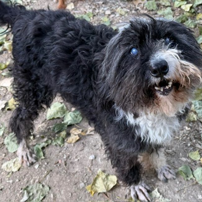 Haribo - Chien Lhassa Apso à adopter