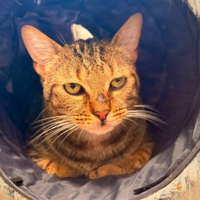 Oscar - Chat Européen à adopter