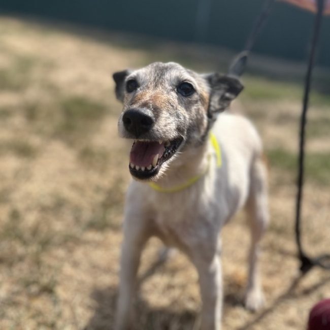 Noisette - Chien à adopter