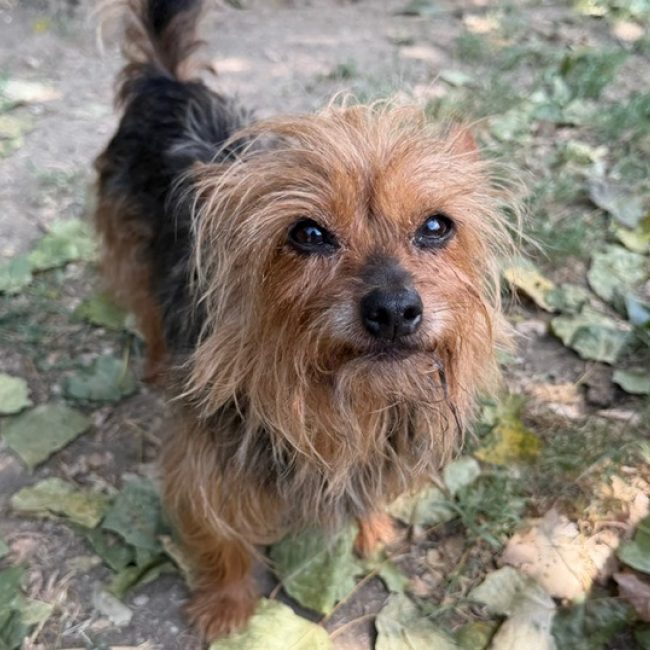 Shiva - Chien Yorkshire Terrier à adopter