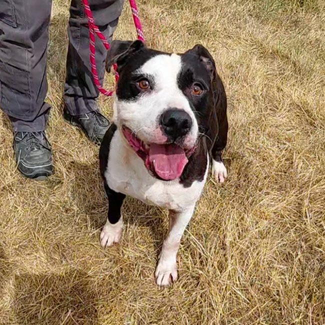 Bouille - Chien American Bully à adopter