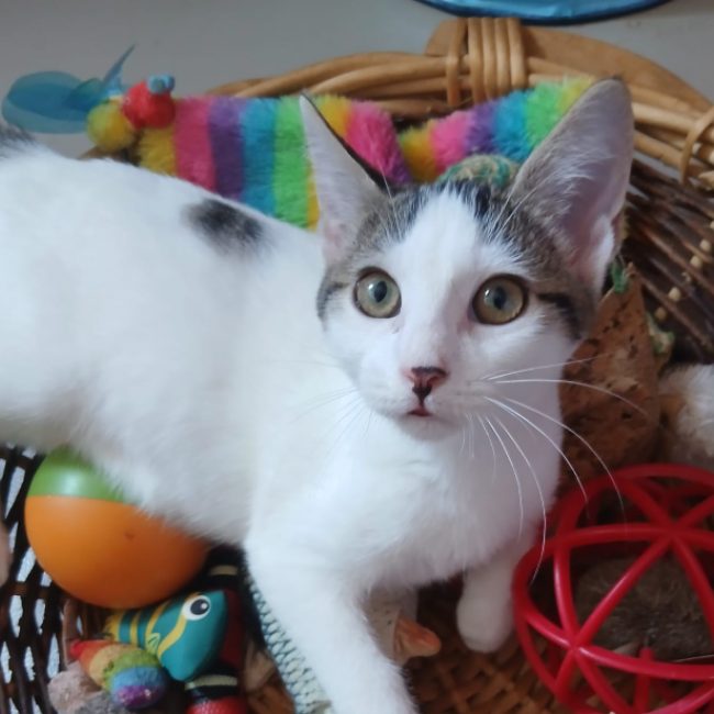 Baïa - Chat Européen à adopter
