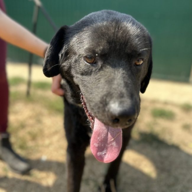Vaillant - Chien à adopter