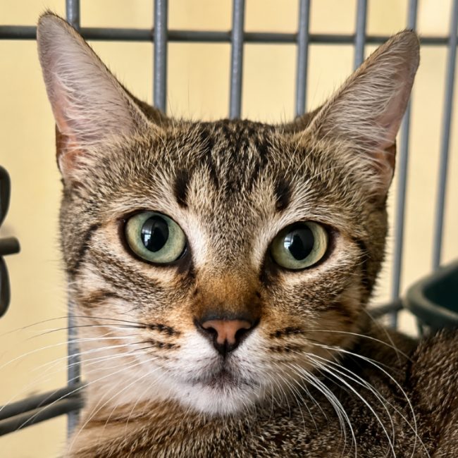 Penelope - Chat Européen à adopter