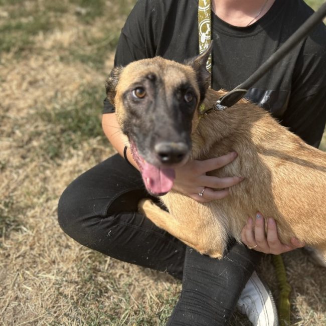 Gratouille - Chien Berger Belge Malinois à adopter