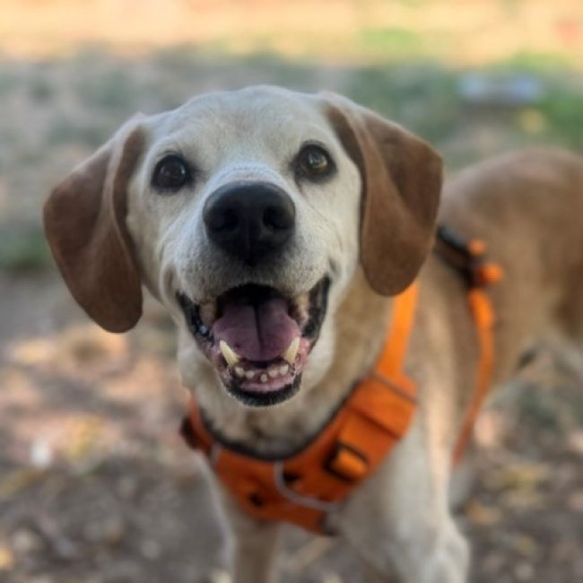 Droopy - Chien à adopter