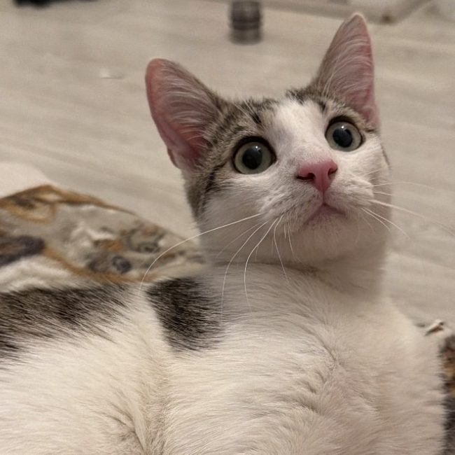 Baboune - Chat Européen à adopter
