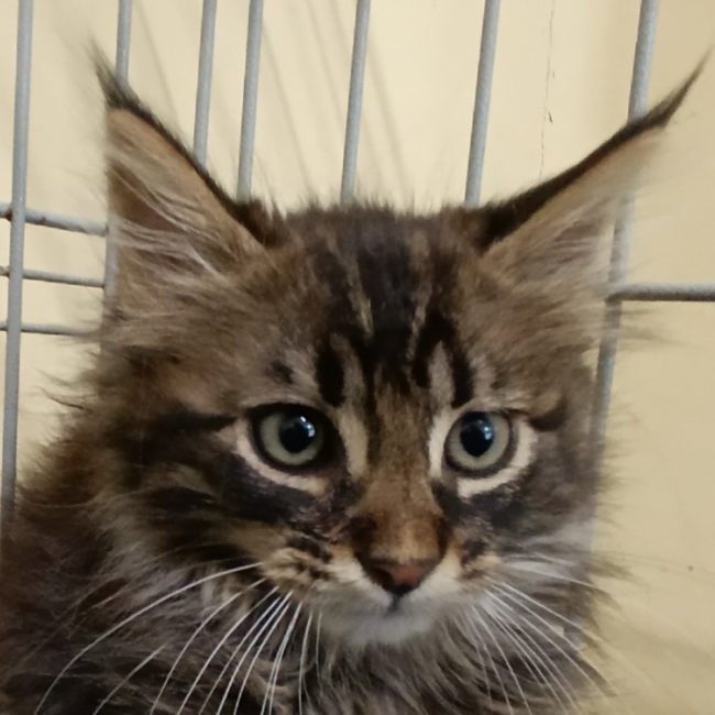 Circe - Chat Européen à adopter