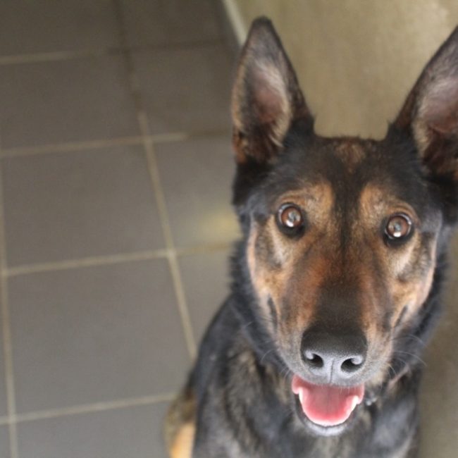 Volta - Chien Berger à adopter
