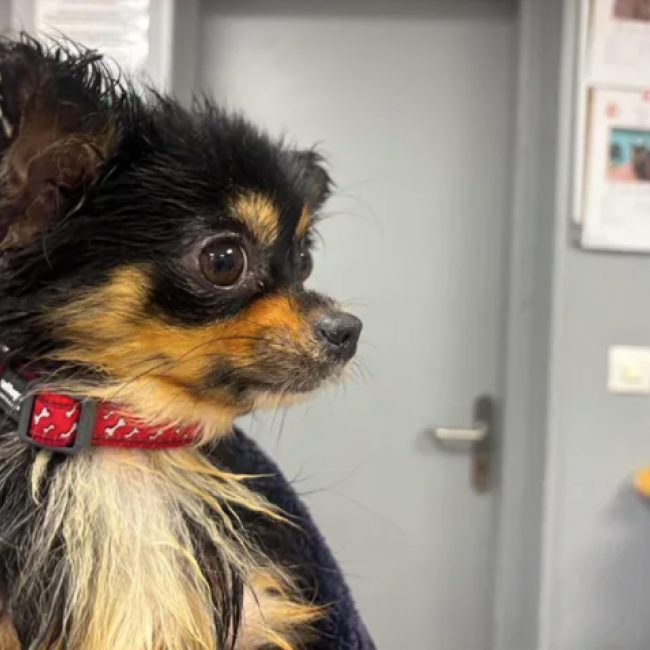 Vibelle - Chien Chihuahua à adopter