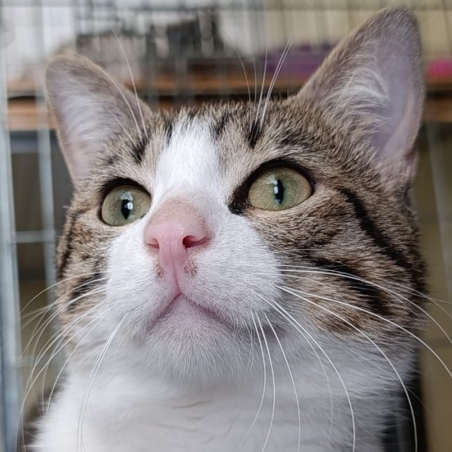 Patrocle - Chat Européen à adopter