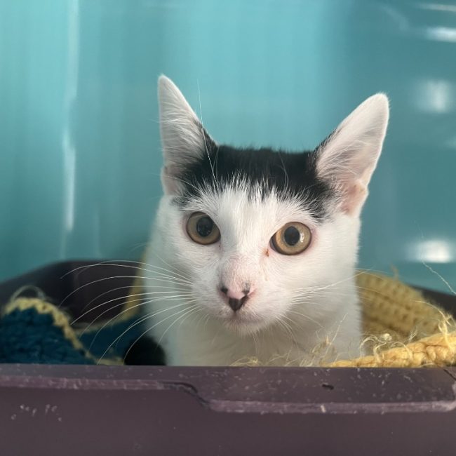 Gracieuse - Chat Européen à adopter