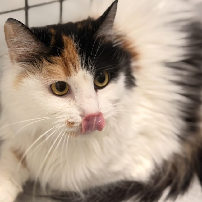 Friska - Chat Européen à adopter